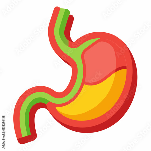 Human Stomach Anatomy Illustration with Esophagus and Gastric Fluid Representation