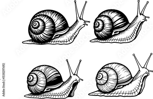 Elegant Snail Illustrations  Detailed Line Art of Gastropods, Perfect for Nature Designs and Slow-Living Aesthetics