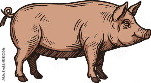 Pig farm animal detailed vintage style illustration with natural colors and texture 