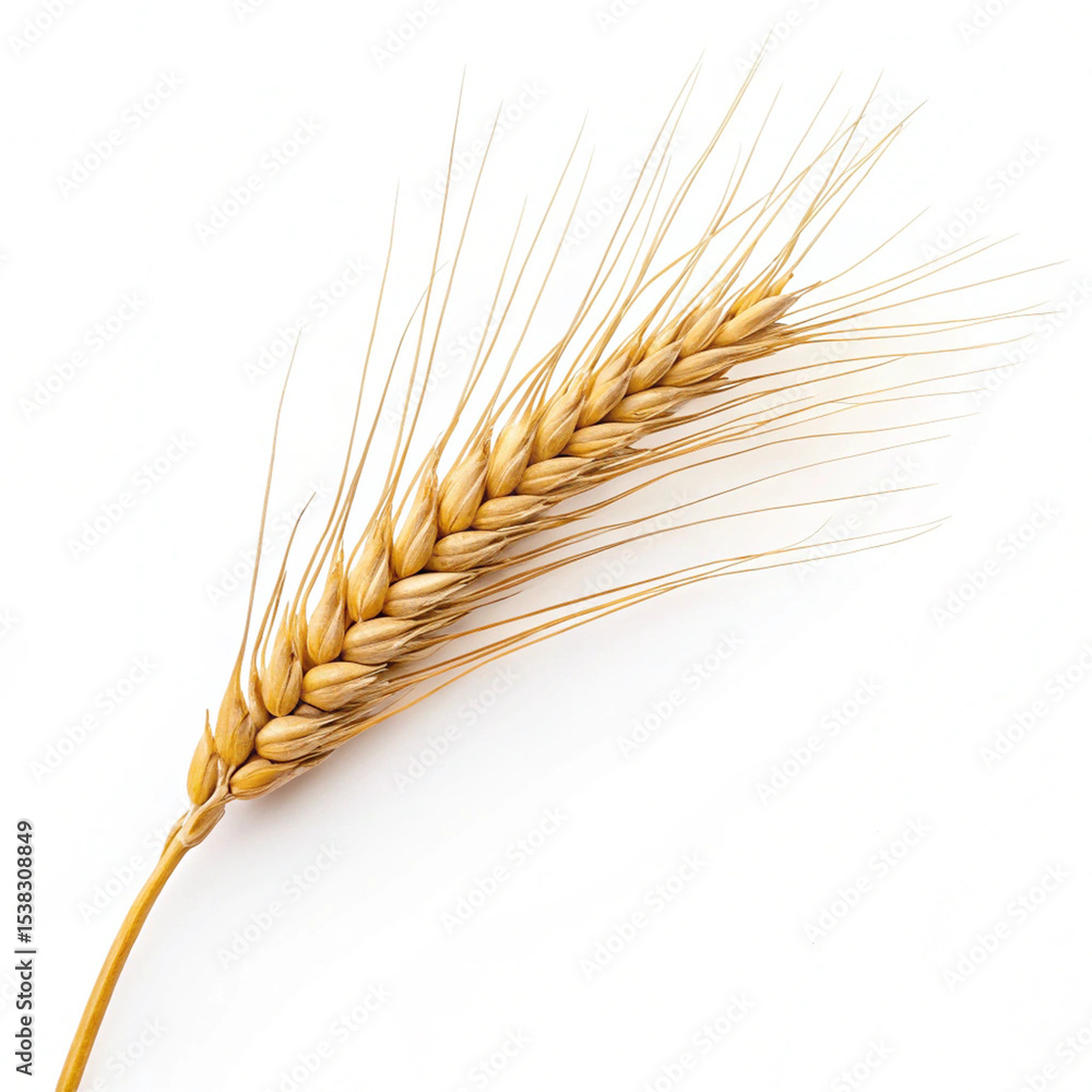 Golden Wheat Ear Isolated on White Background
Golden Wheat Ear Isolated on White Background