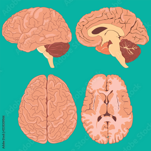Anatomical illustration of human brain with multiple perspective views