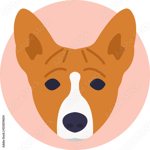 A Basenji dog known for its curled tail and alert expression.