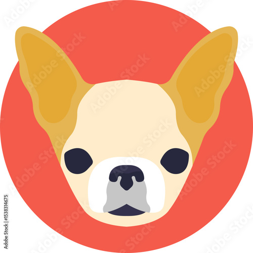 Small dog with large ears and alert expression, representing the Chihuahua breed.