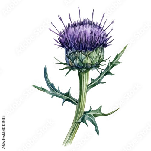 A Thistle Stem, watercolor illustration vector, isolated on a white background.