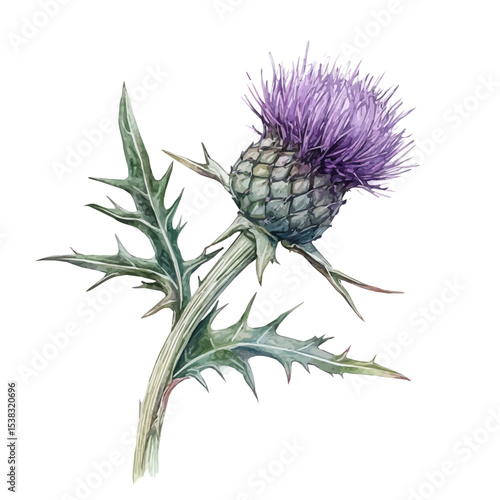 A Thistle Stem, watercolor illustration vector, isolated on a white background.