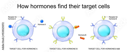 hormones and target cells.