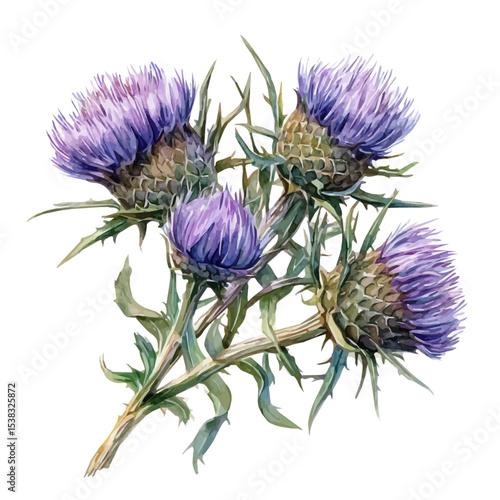 A Thistle Bouquet, watercolor drawing vector, isolated on a white background.