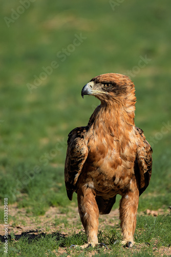 Tawny Eagle 