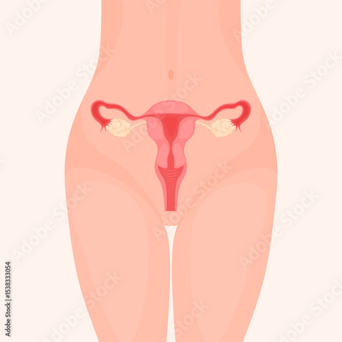Vector cartoon image of female body and uterus location. Body study concept. Element for your design