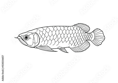 Arowana fish drawing. It is a black and white outline image of an arowana fish, a large, exotic freshwater fish known for its elongated body. Vector sketch line art draw.