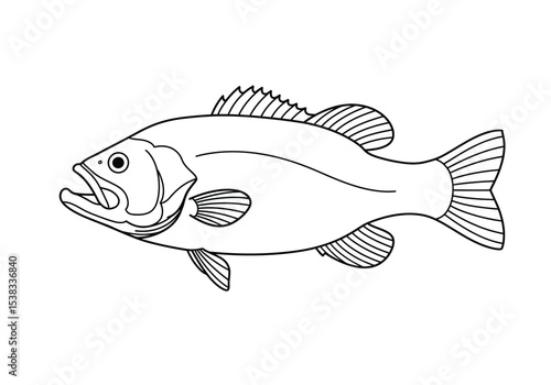 Bass fish drawing. It is a black and white outline image of a bass, a popular game fish found in both freshwater and saltwater environments. Vector sketch line art draw.