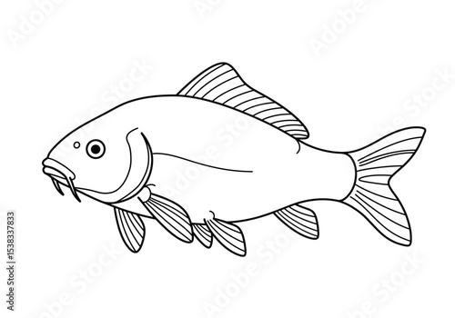 Carp drawing. It is a black and white outline image of a carp, a common freshwater fish known for its distinctive barbels. Vector sketch line art draw.