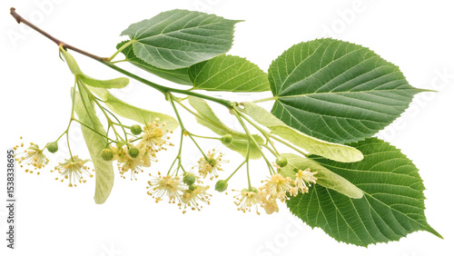 Herbal medicine plant Tilia cordata or Small-leaved linden isolated on white or transparent background