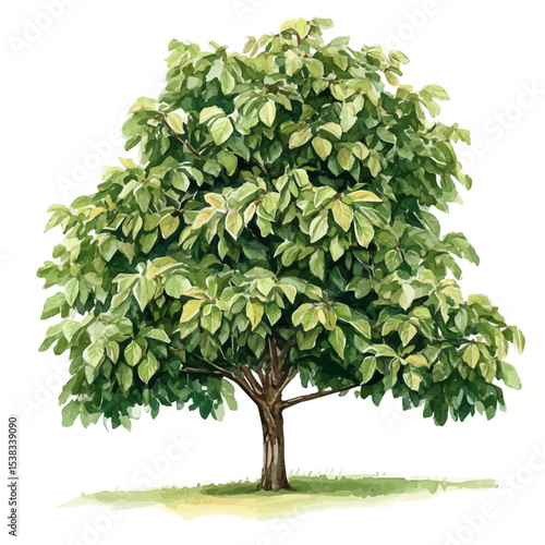 A Sweet Chestnut Tree, watercolor vector, isolated on a white background.