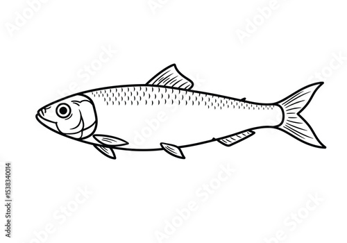 Herring fish drawing. It is a black and white outline image of a herring, a small, silvery marine fish that often swims in large schools. Vector sketch line art draw.