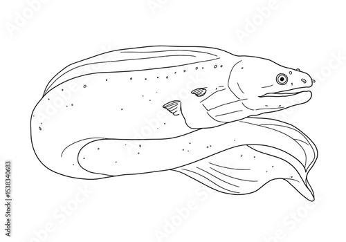 Moray eel drawing. It is a black and white outline image of a moray eel, a long and slender marine predator known for its serpentine body. Vector sketch line art draw.
