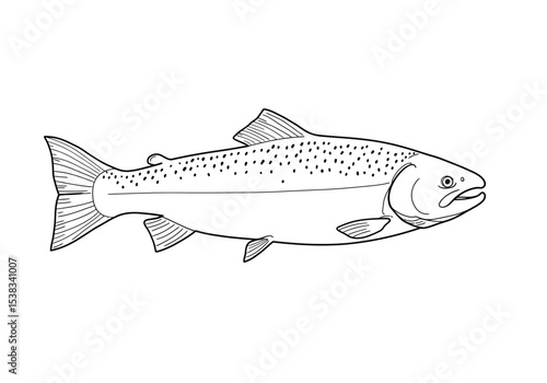 Salmon fish drawing. It is a black and white outline image of a salmon, a migratory fish known for its speckled body and powerful build. Vector sketch line art draw.