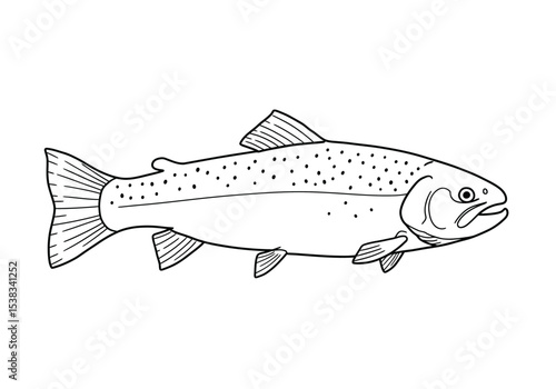 Trout fish drawing. It is a black and white outline image of a trout, a freshwater fish known for its speckled body and streamlined shape. Vector sketch line art draw.