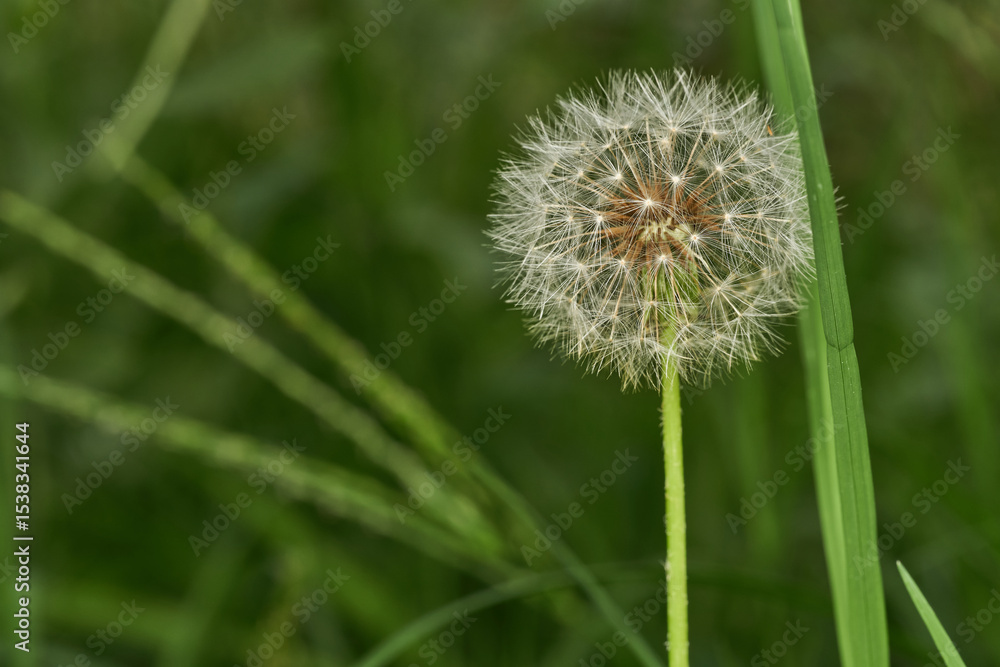 Fototapeta premium Dandelion alone in peaceful green meadow
