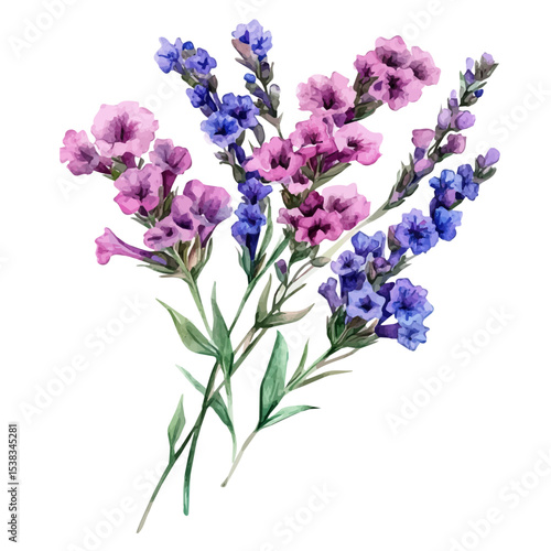A Statice Bouquet, watercolor drawing vector, isolated on a white background.