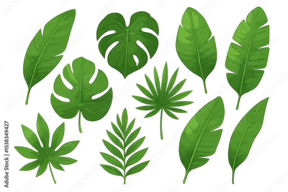 Tropical leaf set. Vector collection of realistic jungle foliage. Green palm, monstera deliciosa, and banana leaves. Exotic botanical illustration isolated on white background. Tropical leaf set. Vector collection of realistic jungle foliage. Green palm, monstera deliciosa, and banana leaves. Exotic botanical illustration isolated on white background.