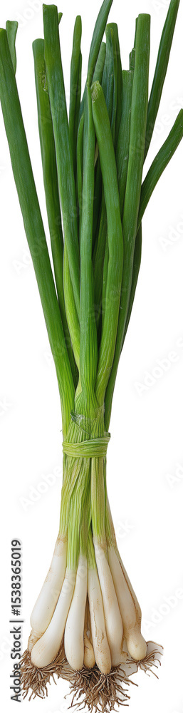 Fototapeta premium Fresh Bunch of Scallions