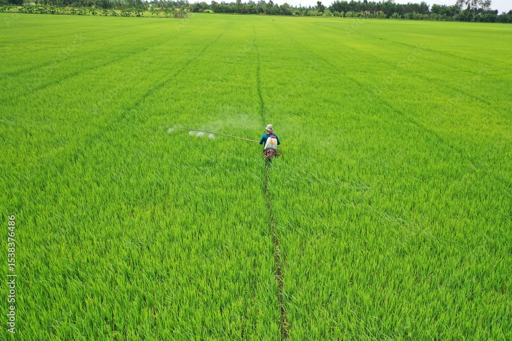 Obraz premium Scene of green rice fields and farmers spraying pesticides
