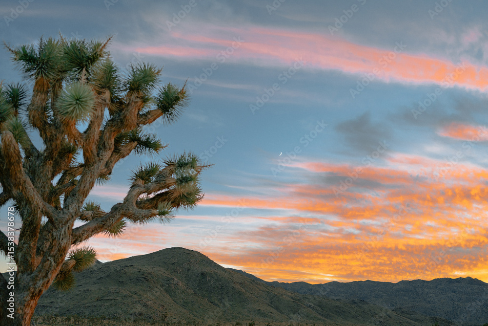 Naklejka premium Joshua Tree at Sunset with Colorful Sky and Crescent Moon – California Desert