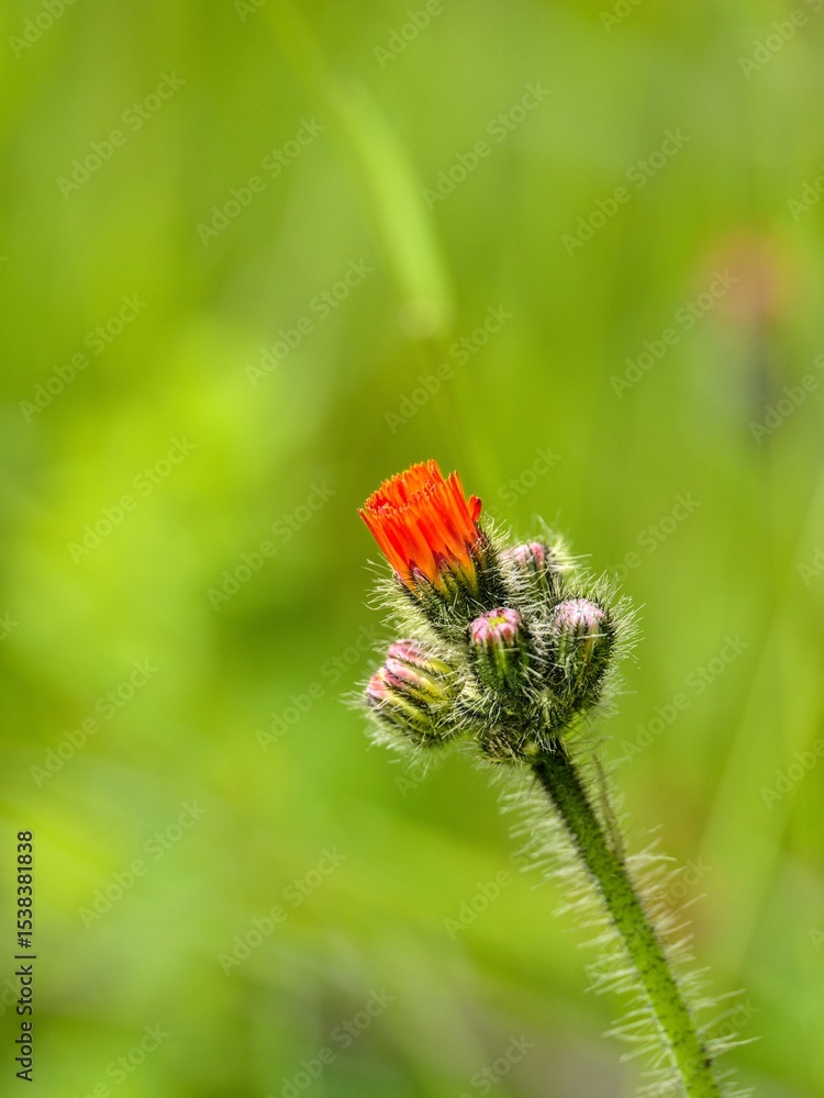 Pilosella aurantiaca (fox-and-cubs, orange hawkweed, devil's paintbrush, grim-the-collier). Young plant, close up. Pilosella aurantiaca (fox-and-cubs, orange hawkweed, devil's paintbrush, grim-the-collier). Young plant, close up.