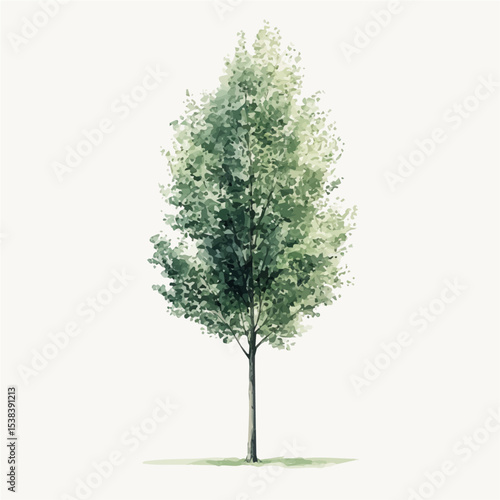 watercolor of A Poplar Tree, vector, isolated on a white background.