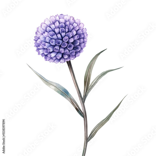 watercolor vector of A Pincushion Flower Stem, isolated on a white background.