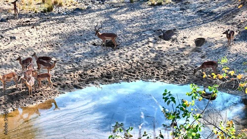 A graceful group of impalas gathers at a peaceful waterhole. Their delicate frames move with quiet synchronicity as they drink, alert yet calm—ever attuned to the rhythm of the wild. 