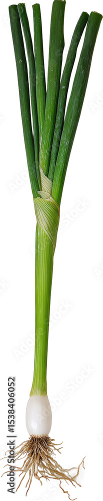 Fototapeta premium Fresh Green Onion Vegetable