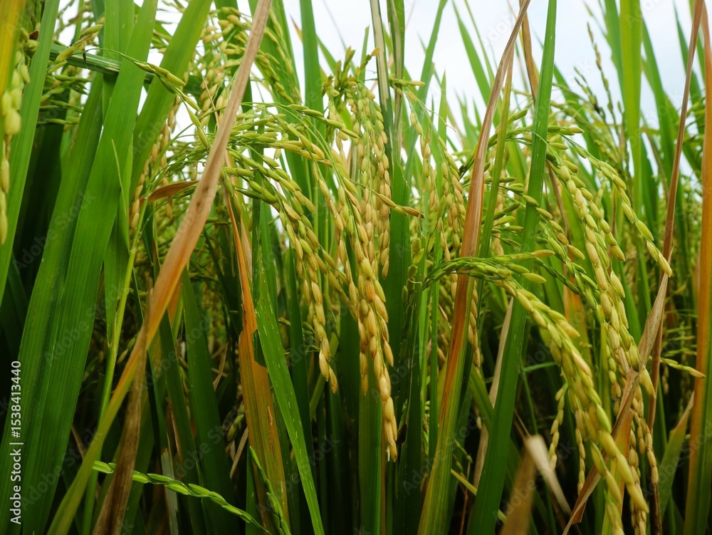 Fototapeta premium Close-up of yellow rice plants ready for harvest, a green lifestyle of sustainability and abundance