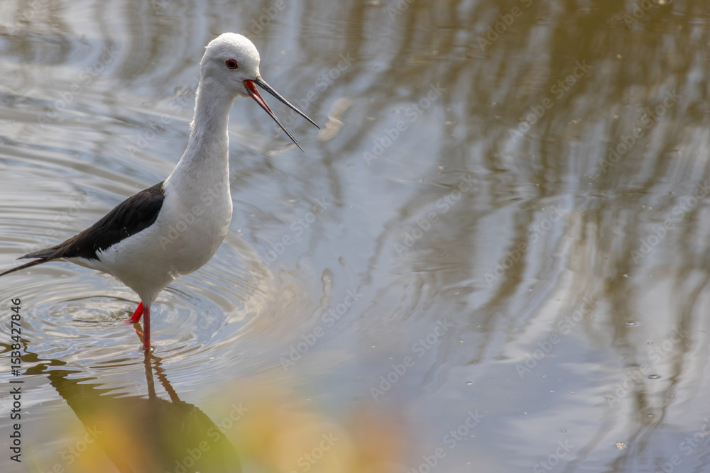 Obraz premium Black winged stilt wading in shallow water with open beak and calling