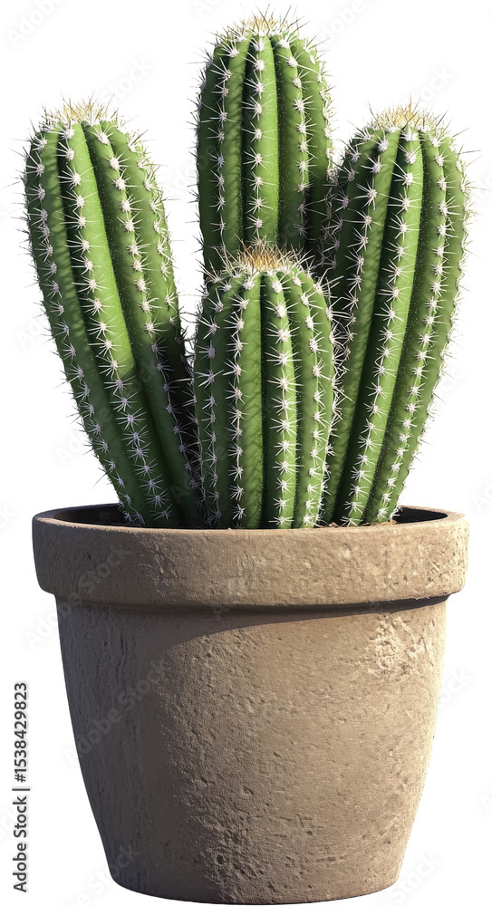 Potted Desert Cactus Plant Potted Desert Cactus Plant