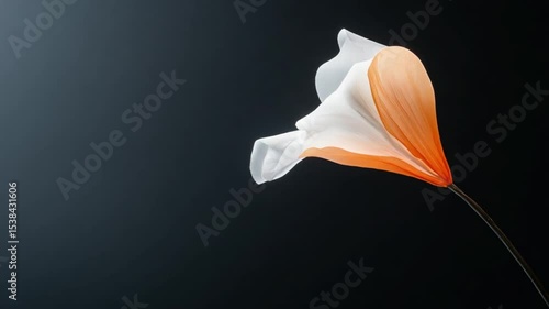 Elegant close-up of a white and orange flower against a dark background, showcasing its delicate petals