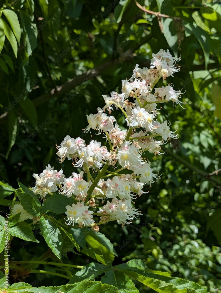 Obraz premium White chestnut inflorescences against a background of green leaves in sunlight. A blooming chestnut branch with delicate white flowers that have a pinkish-yellow center and long stamens.