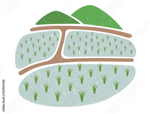 田植えが終わった水田