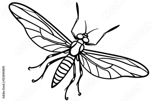 Simple Mayfly Line Drawing