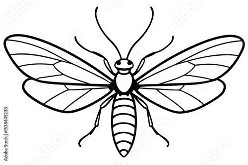 Simple Mayfly Line Drawing