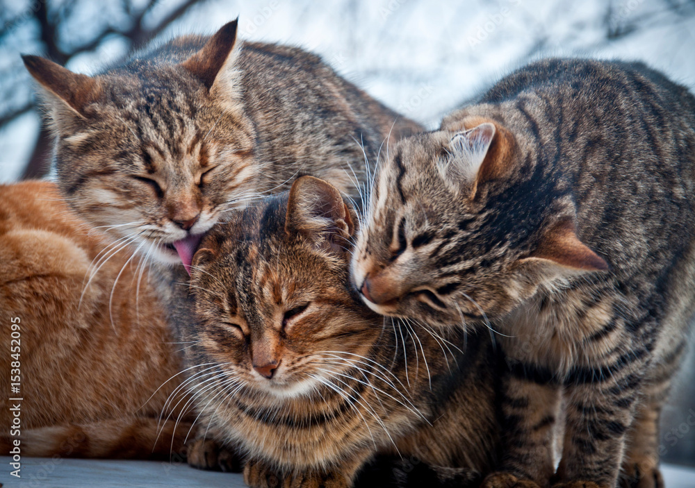 Obraz premium street cats friends, fluffy company
