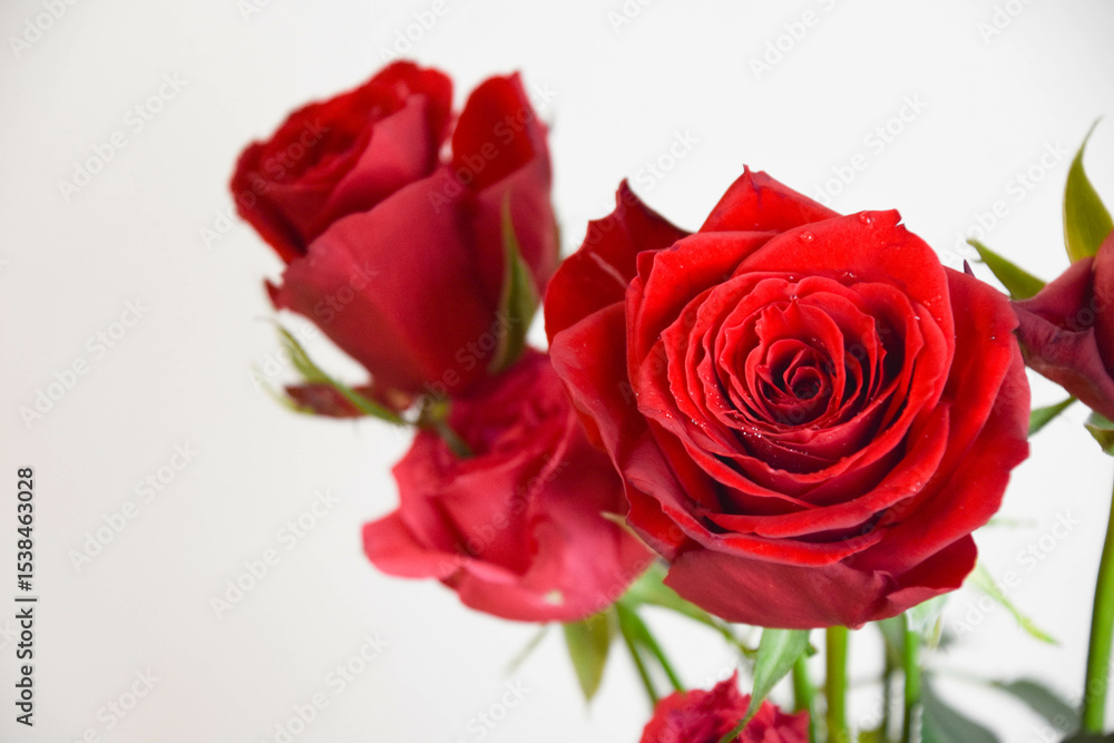 Fototapeta premium 赤いばら