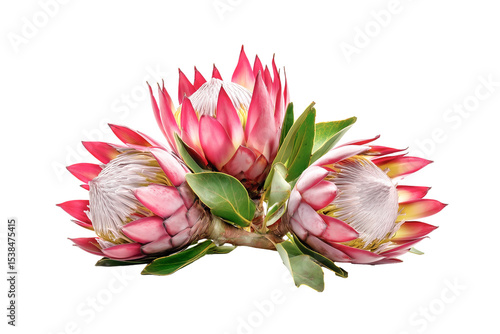 Stunning king protea isolated on transparent background