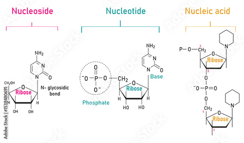 Nucleoside, Nucleotide, and Nucleic Acid Formation Molecular Diagram – Biology and Biochemistry Infographic