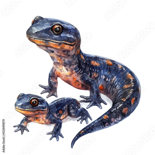 A Mother Salamander With Her Kid, watercolor clipart vector, isolated on a white background.