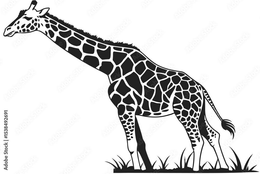 Fototapeta premium Elegant giraffe grazes peacefully in monochrome, its spotted coat contrasting against the white background