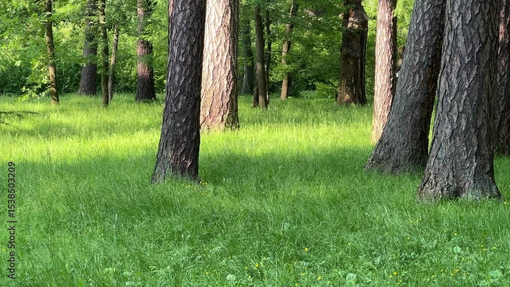 Trees on a sunny summer lawn in a green forest. Trees on a sunny summer lawn in a green forest.