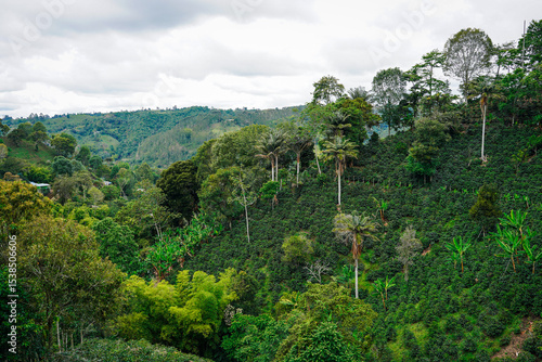 Lush hillside coffee farm in Salento, Colombia with tropical trees and Andean landscape