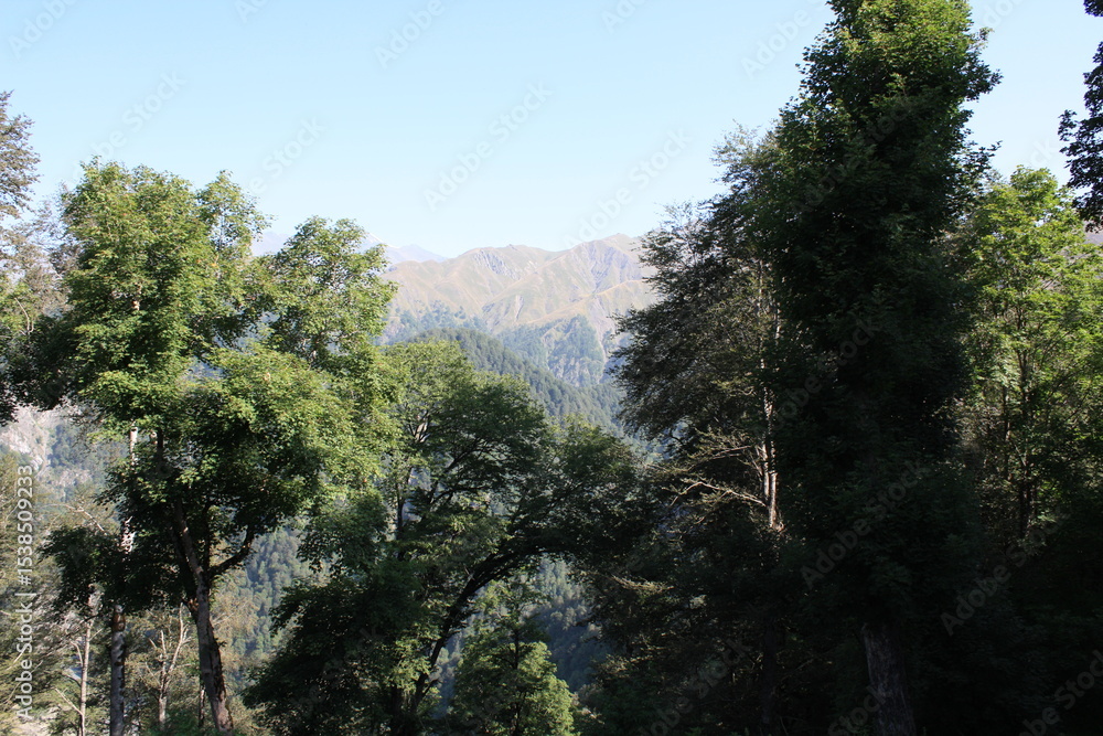 Obraz premium pine trees in the mountains